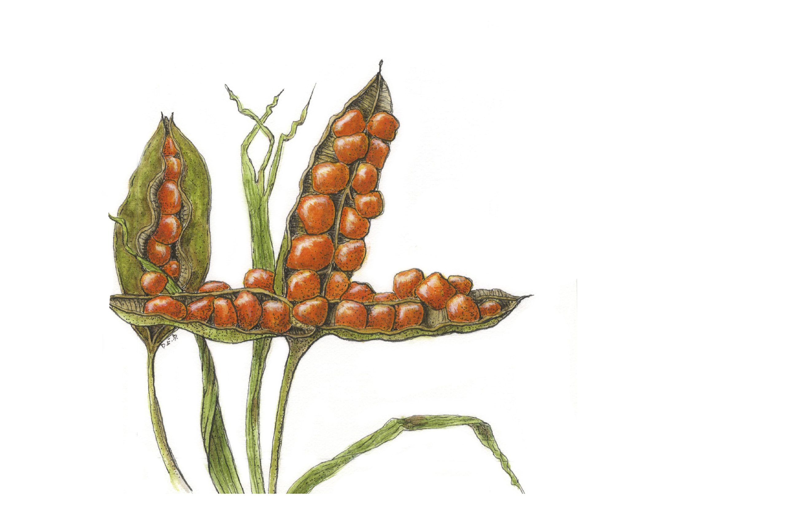 Iris seed heads